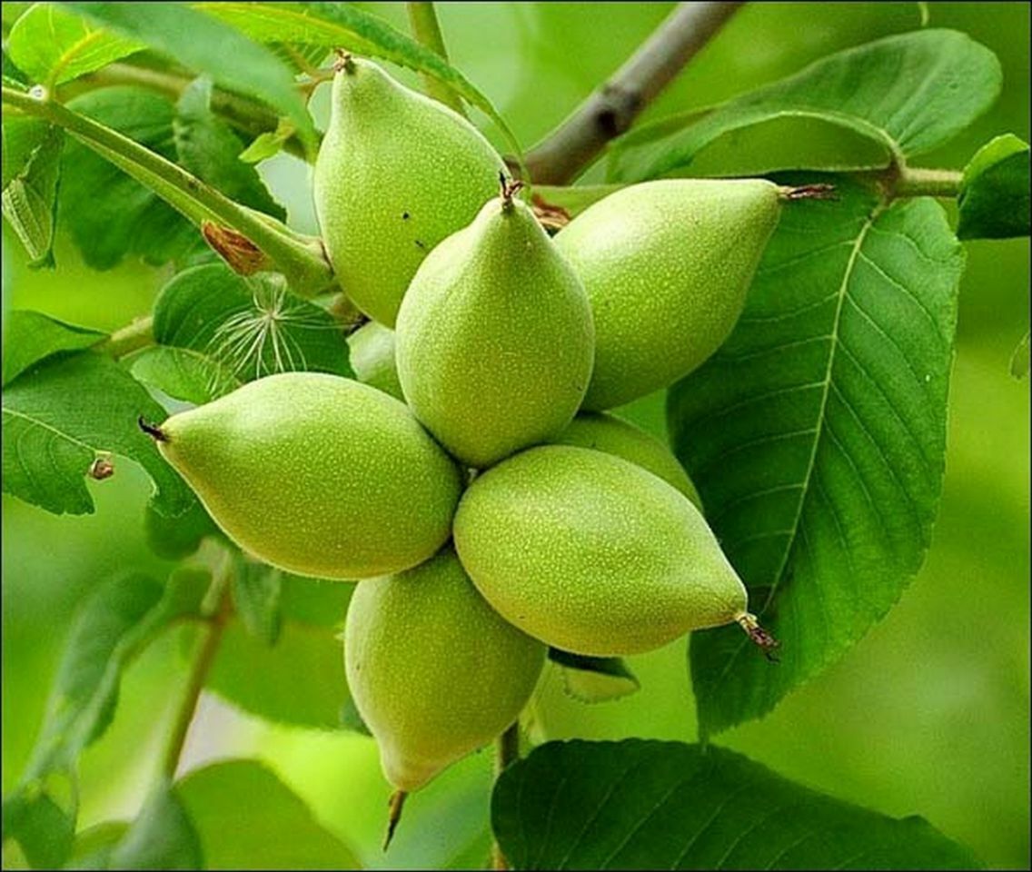 Орех маньчжурский (Juglans mandshurica)