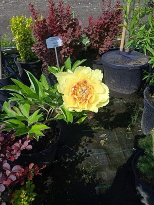 Пион-ИТО Елоу Крон / Paeonia Itoh Yellow Crown (С3)