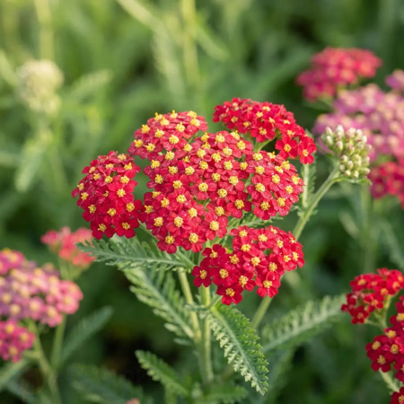 Тысячелистник обыкновенный Паприка / Achillea Paprika (С0,5-С1,5)