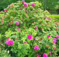 Роза ругоза "Рубра"/Rosa rugosa Rubra, С2-C4, высота саженца 80-100 см