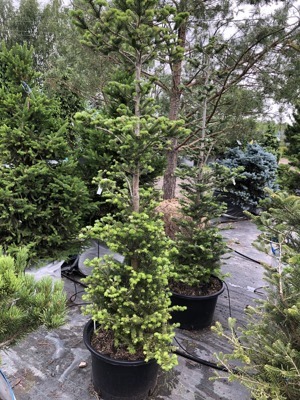 Пихта корейская Сэмлинг / Abies koreana Samling (175-200 см)