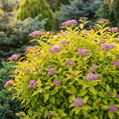 Спирея японская Голден Принцесс / Spiraea japonica Golden Princess (5-15 см, С3)