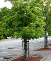 Рябина смешанная "Додонг"/Sorbus commixta Dodong, ком, высота саженца 300-350 см, 10/12