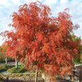Рябина смешанная "Додонг"/Sorbus commixta Dodong, ком, высота саженца 300-350 см, 10/12