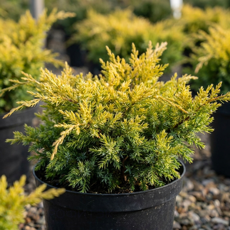 Можжевельник чешуйчатый Голд Тип / Juniperus squamata Gold Tip (50-75 см, С10)