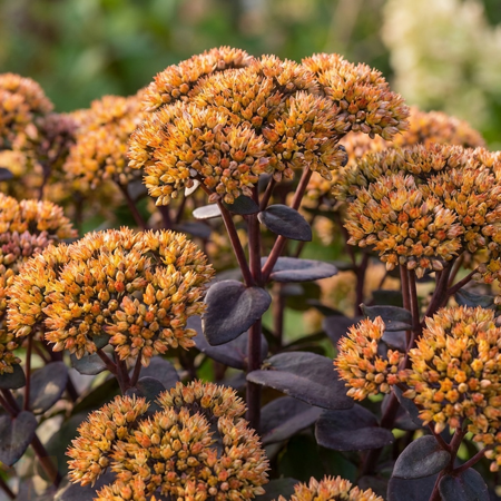 Очиток телефиум Орэндж Ксенокс / Sedum telephium Orange Xenox (С0,5-С1,5)