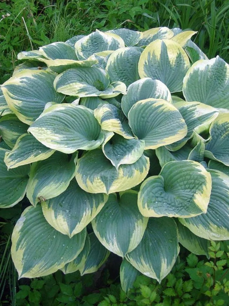 Хоста Роберт Фрост / Hosta Robert Frost, С2